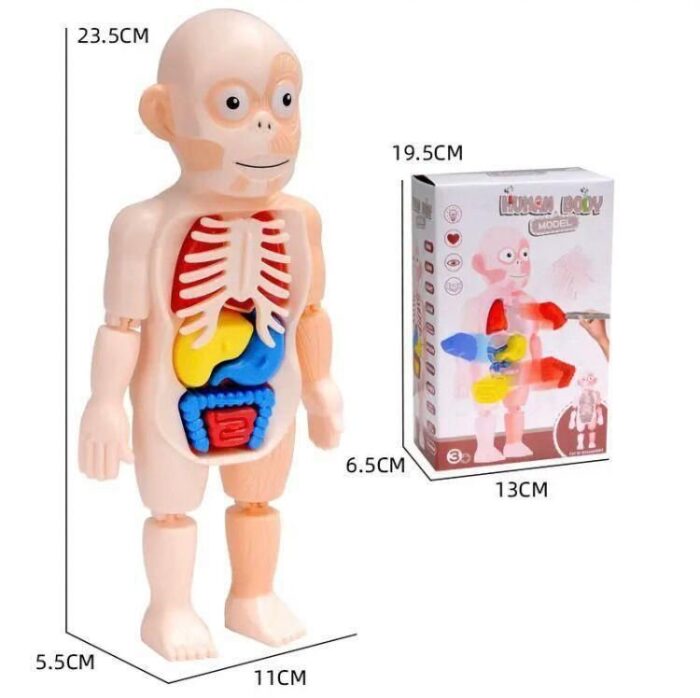 Human Body Organ Teaching Tools for Children Science Learning(3D Puzzle )