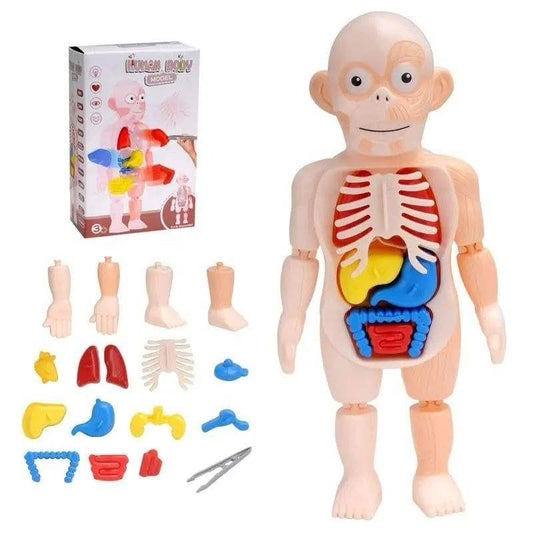 Human Body Organ Model for Kids