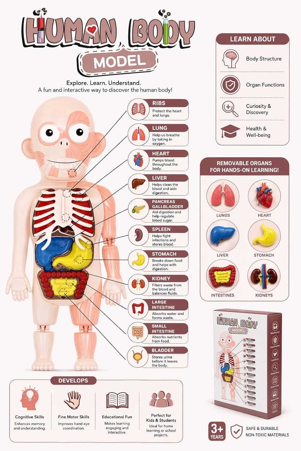 Human Body Organ Model for Kids