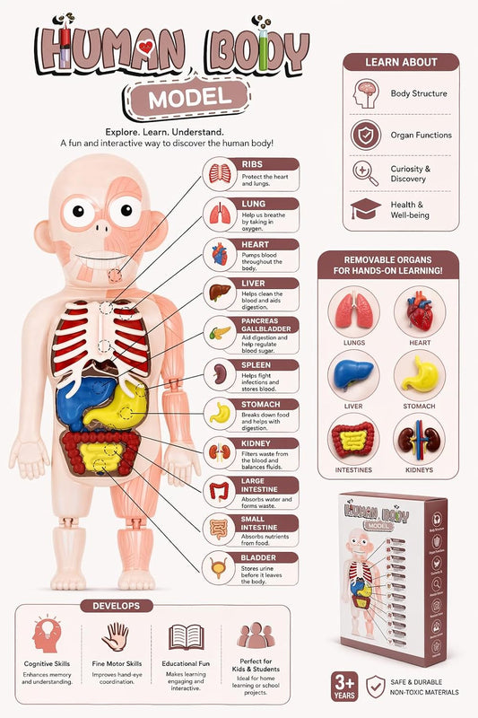 Human Body Organ Model for Kids