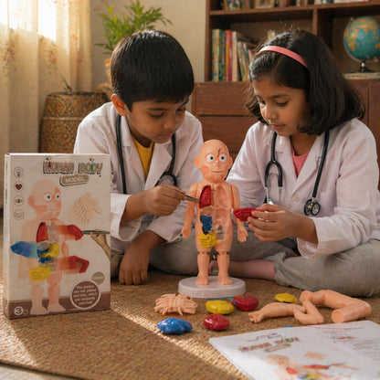 Human Body Organ Model for Kids