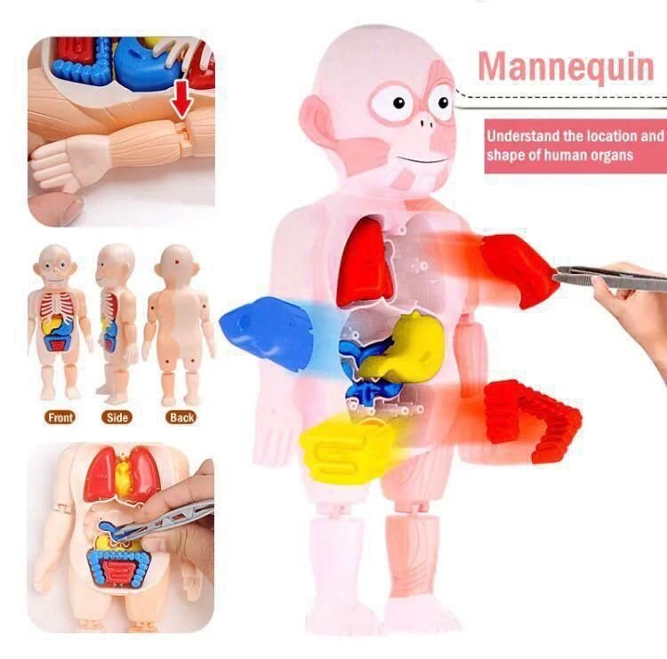 Human Body Organ Teaching Tools for Children Science Learning(3D Puzzle )