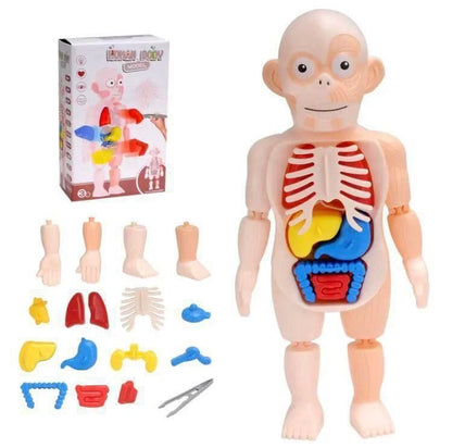 Human Body Organ Teaching Tools for Children Science Learning(3D Puzzle )