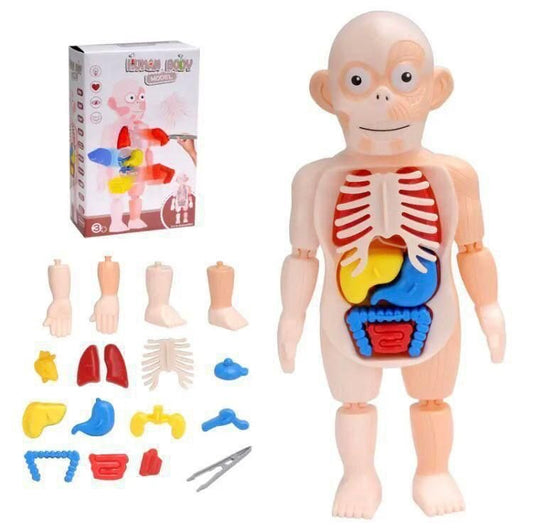 Human Body Organ Teaching Tools for Children Science Learning(3D Puzzle )