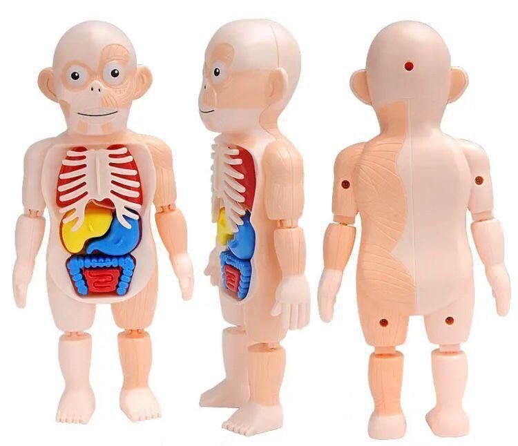 Human Body Organ Teaching Tools for Children Science Learning(3D Puzzle )