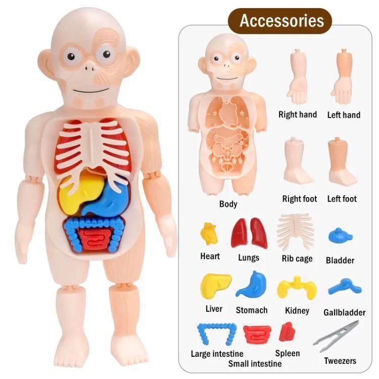 Human Body Organ Teaching Tools for Children Science Learning(3D Puzzle )